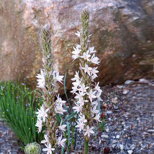 Asphodeline Tauriuca