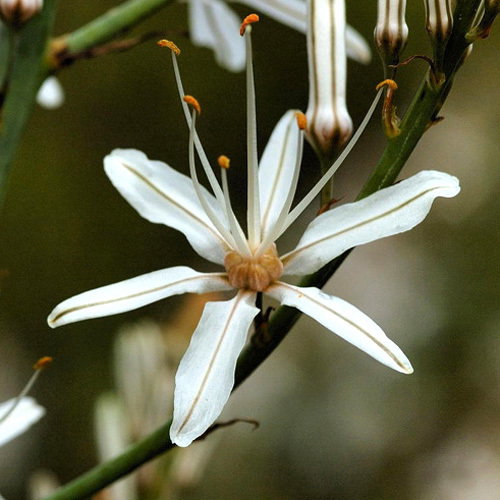 Asphodelus Aestivus