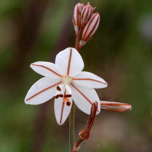 Asphodelus Fistulosus