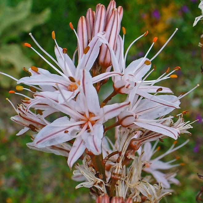 Asphodelus Ramosus