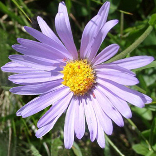 Asteralpinus