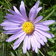 Asteralpinus