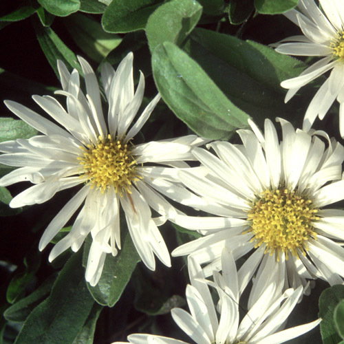 Aster Wjhite
