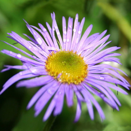 Aster Stracheyi