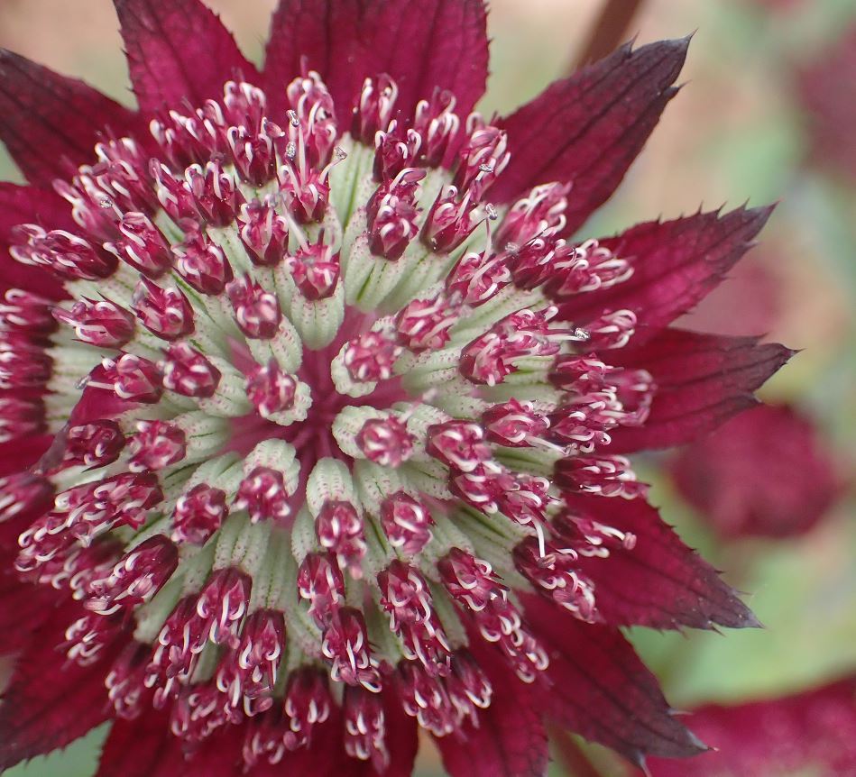 Astrantia