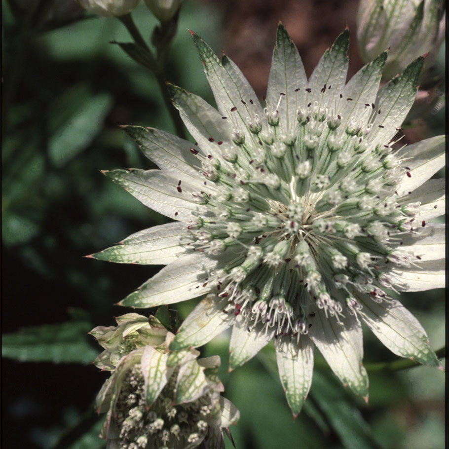 Astrantia Major