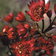 Astrantia Hadspen Blood