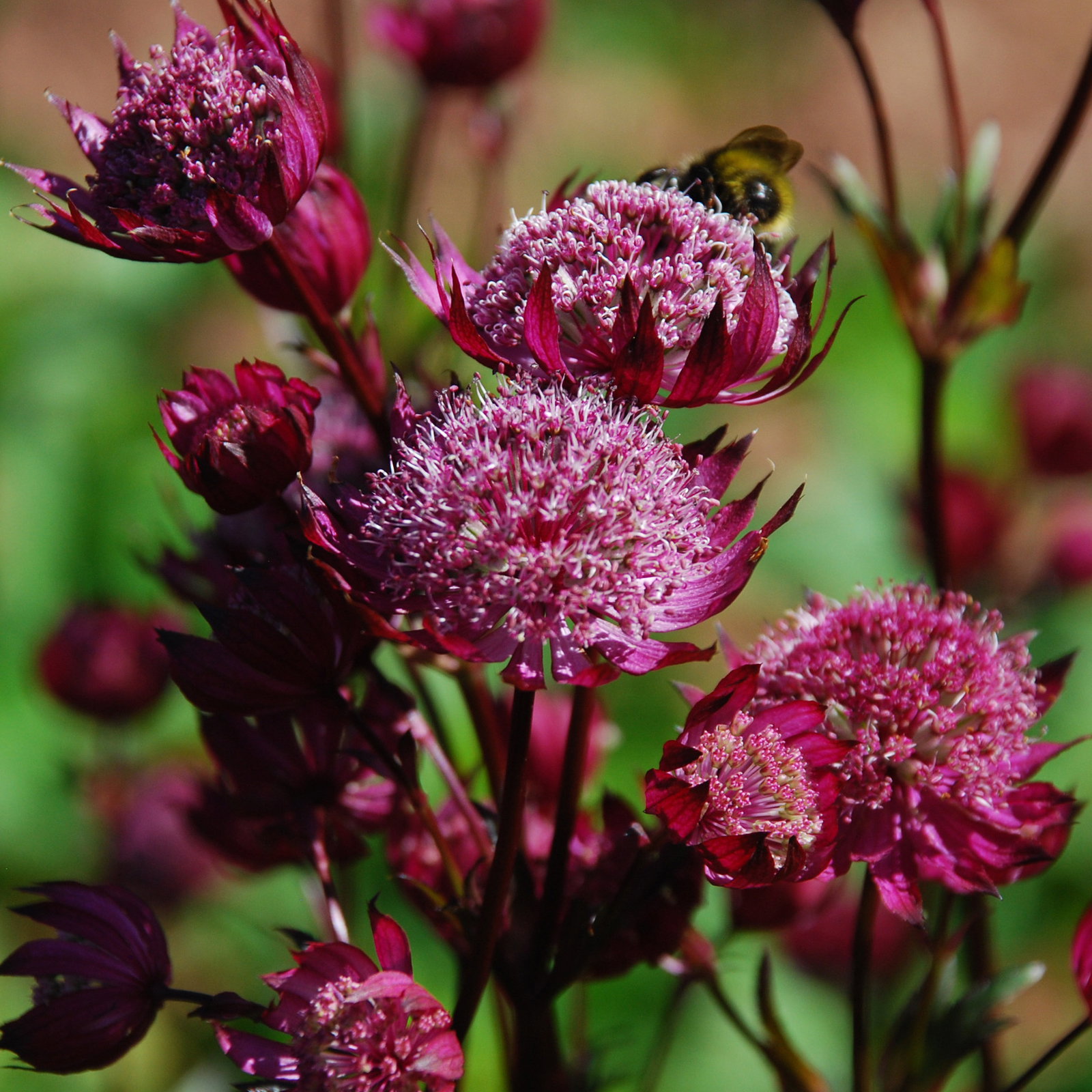 Astrantia Ruby Wedding