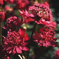 Astrantia Major Ruby Wedding Series
