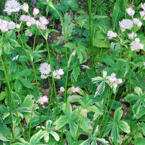 Astrantia Sunningdale Variegated