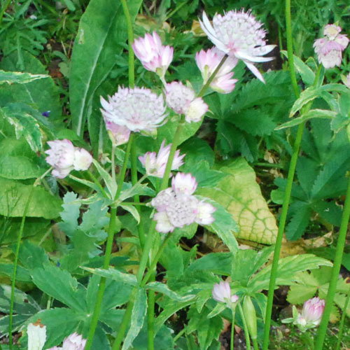 Astrantia Sunningdale Varieg