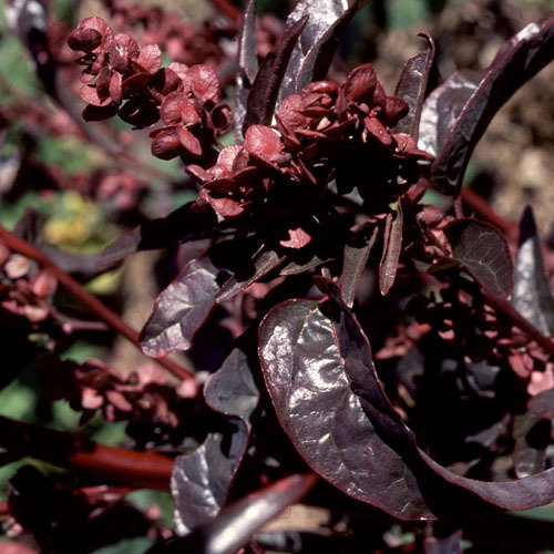 Atriplex Hortens Rubra