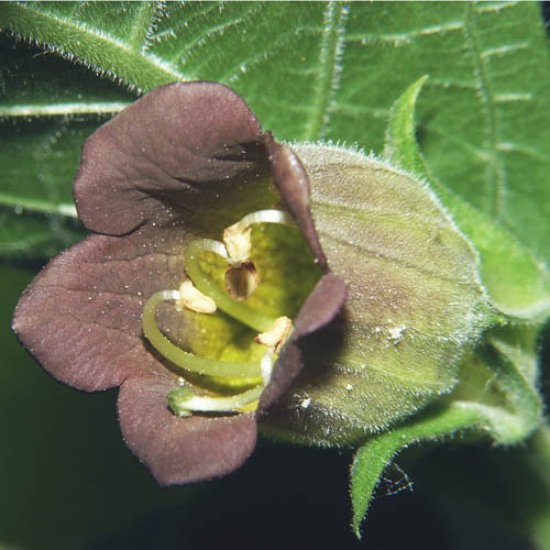 Atropa Belladonna