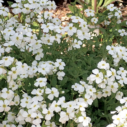 White Aubretia