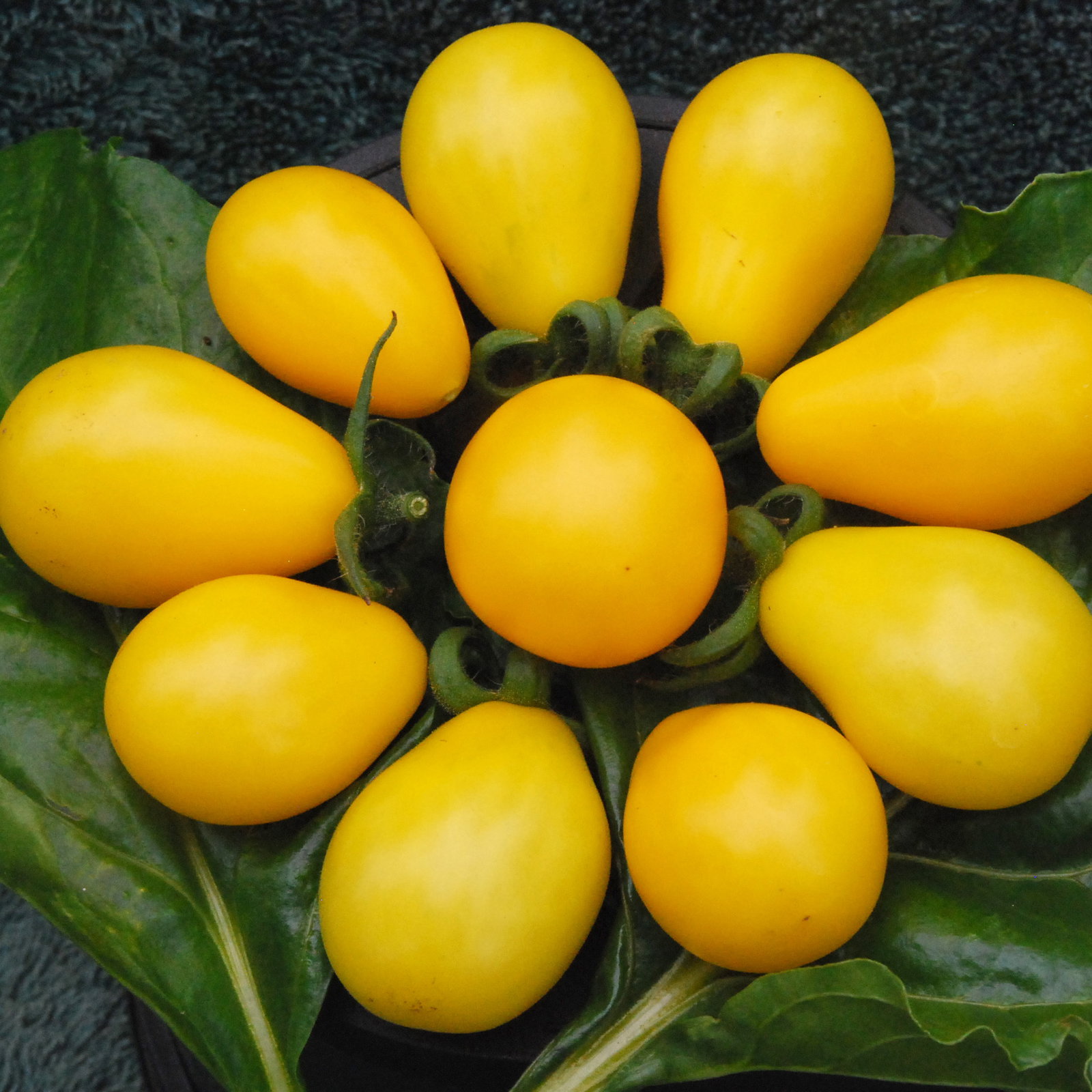 Yellowpear1
