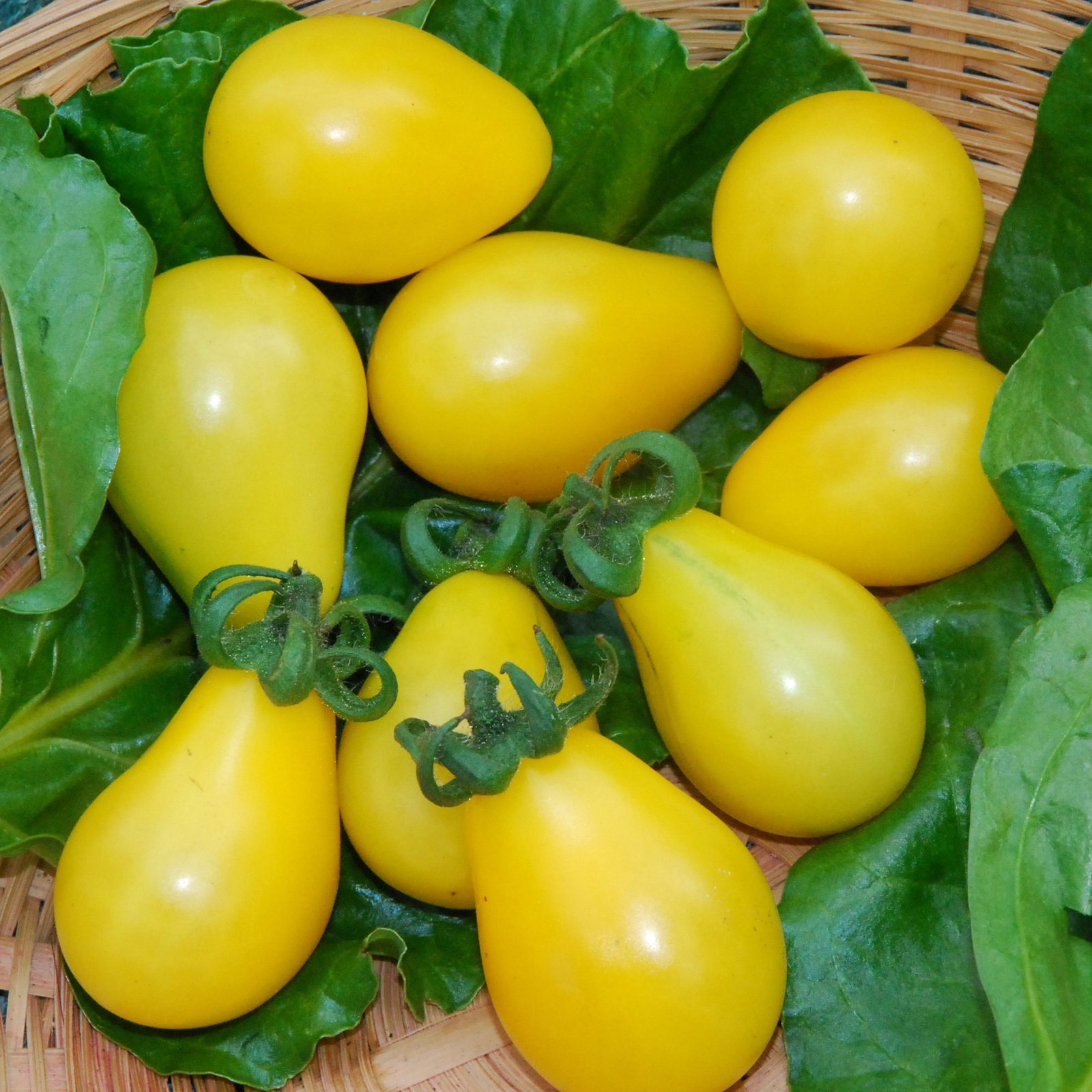 Yellowpear3