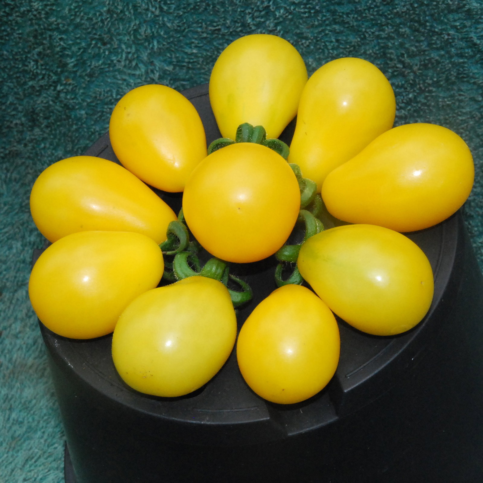 Yellowpear2