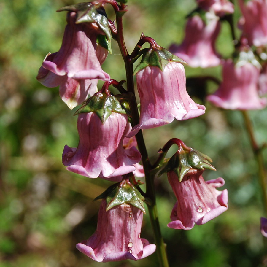 Azorina Vidalii6
