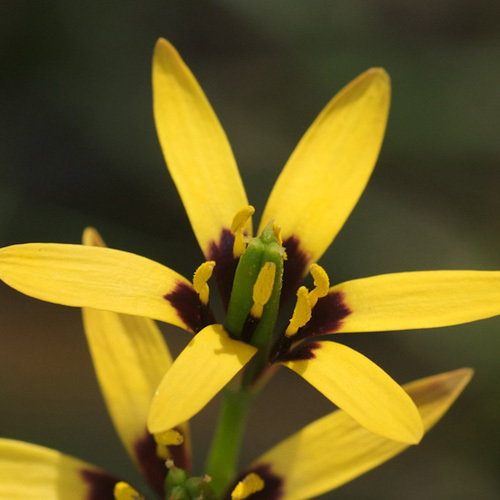 Baeometra Uniflora