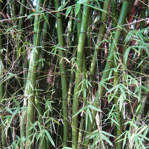 Bambusa