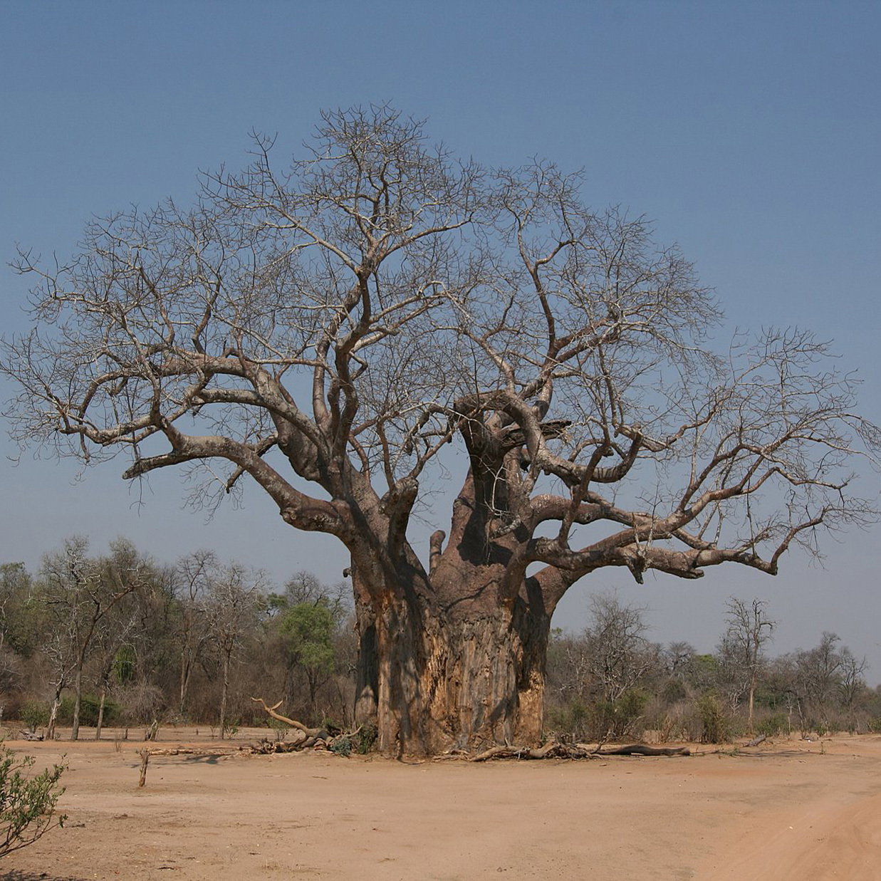 Baobab Mature