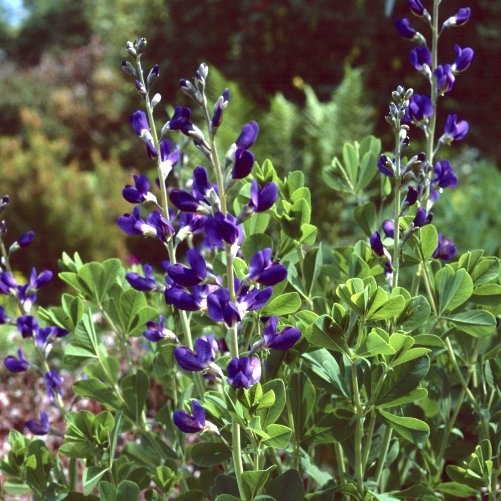 Baptisia Australis