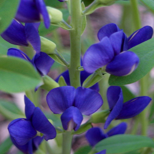 Baptisia Australis