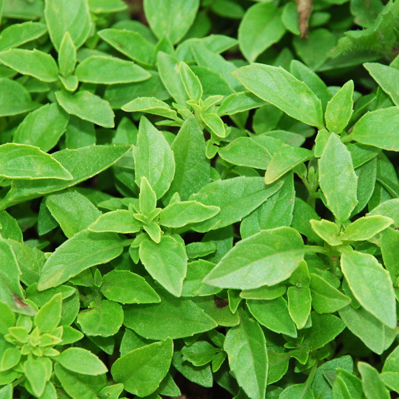Bush Basil