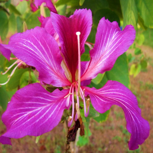 Bauhinia Purpurea