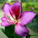 Bauhinia Variegata