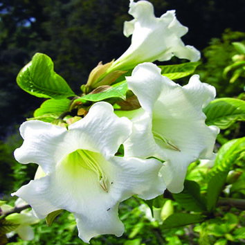 Beaumontia Grandiflora