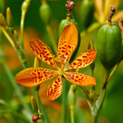 Belamcanda Chinensis