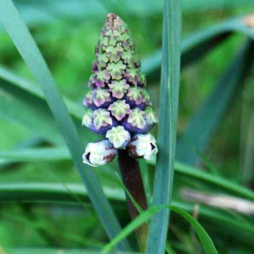 Bellevalia Dubia