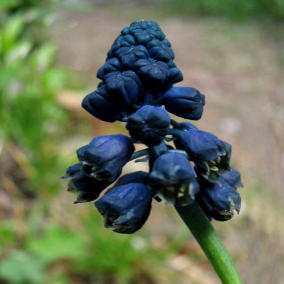 Bellevalia Paradoxa