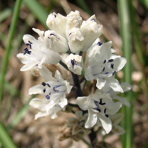 Bellevalia Romana