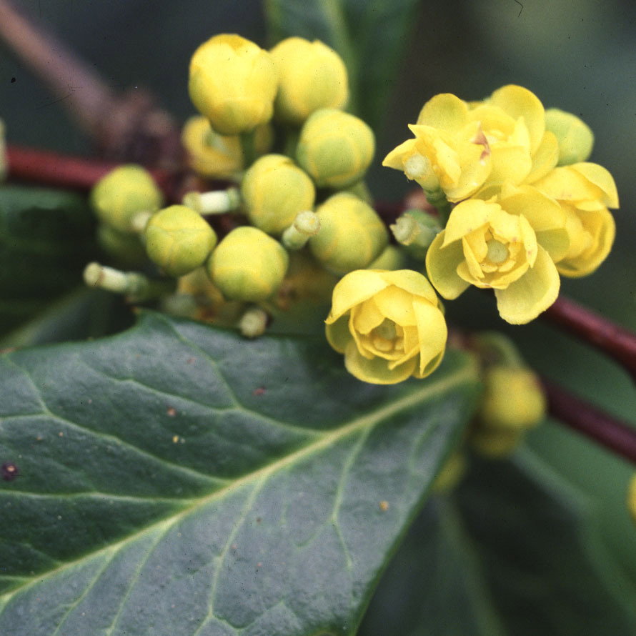 Berberis Hypokerina