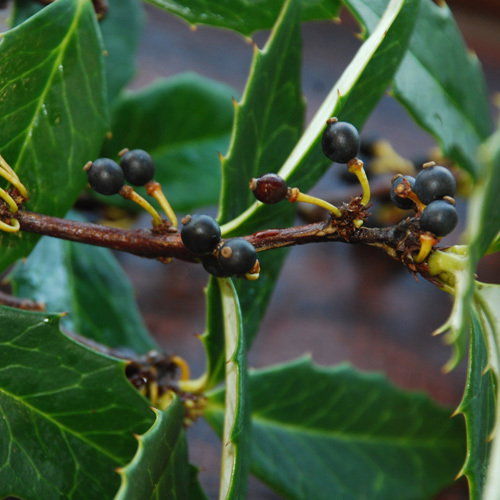 Berberis Hypokerina