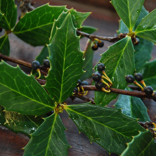 Berberis Hypokerina