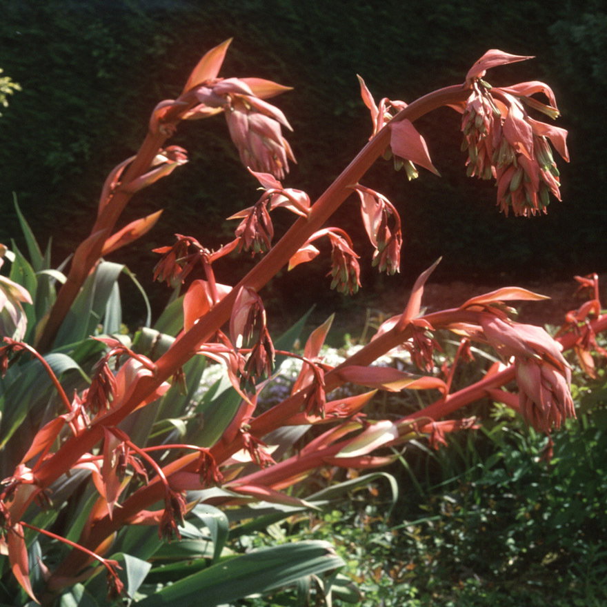 Beschorneria Yuccoides