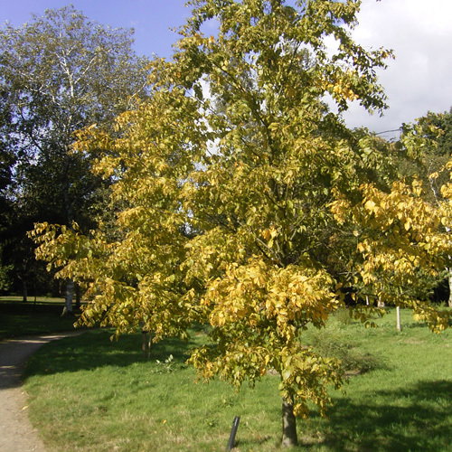 Betula Lenta