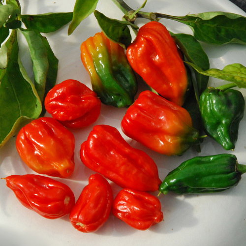 Bhut Johlokia