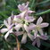 500 Billardiera Cymosa