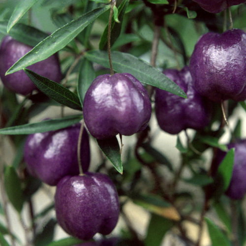 Billardiera Longiflora Fruit