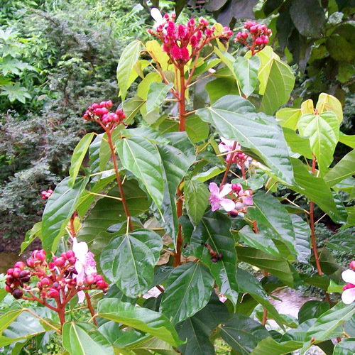 Bixa Orellana Flower