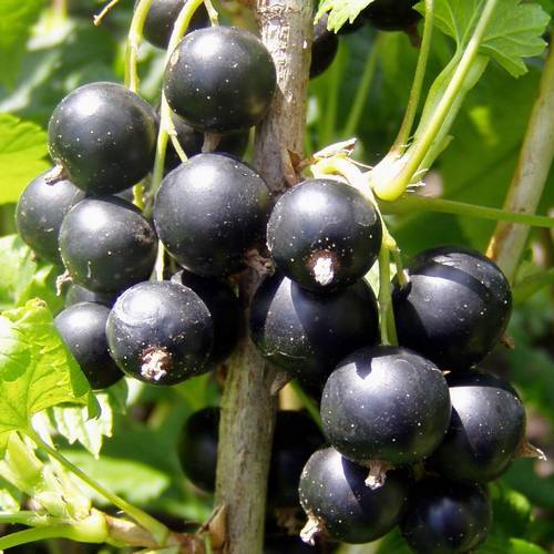 Ribes Nigrum
