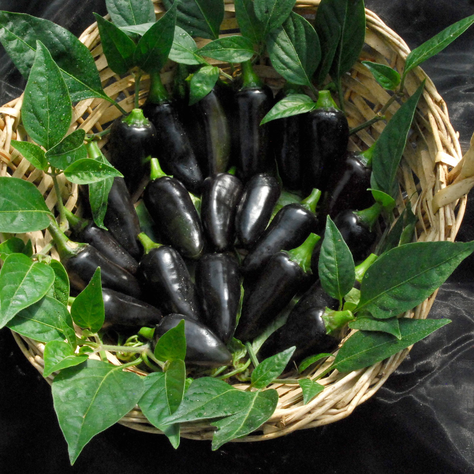 Blackhungarianpepper2
