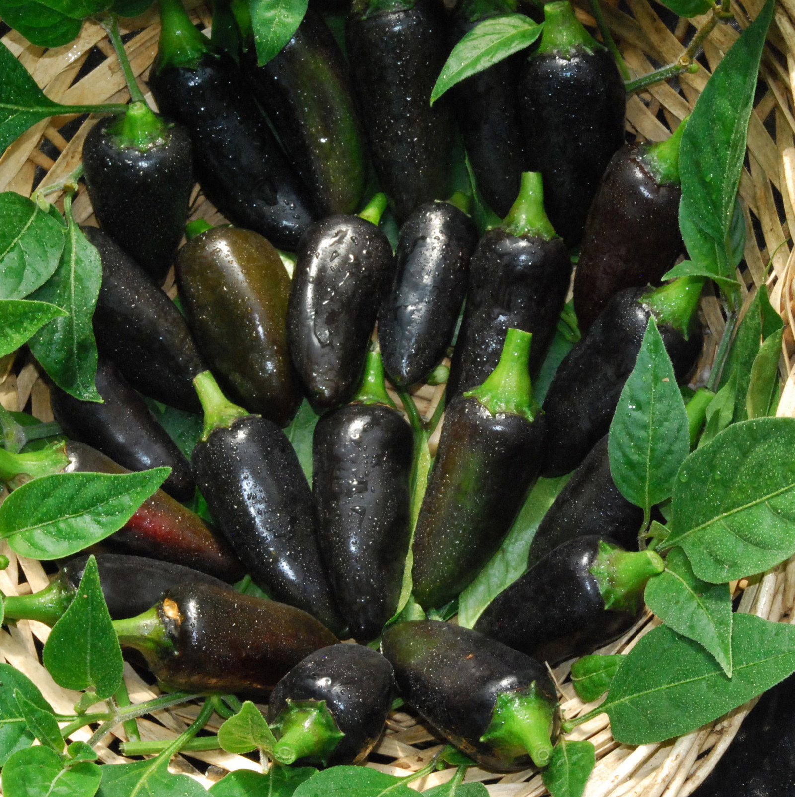 Blackhungarianpepper1