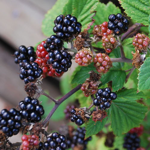 Blackberry Thornless