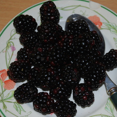 Tupi Blackberry