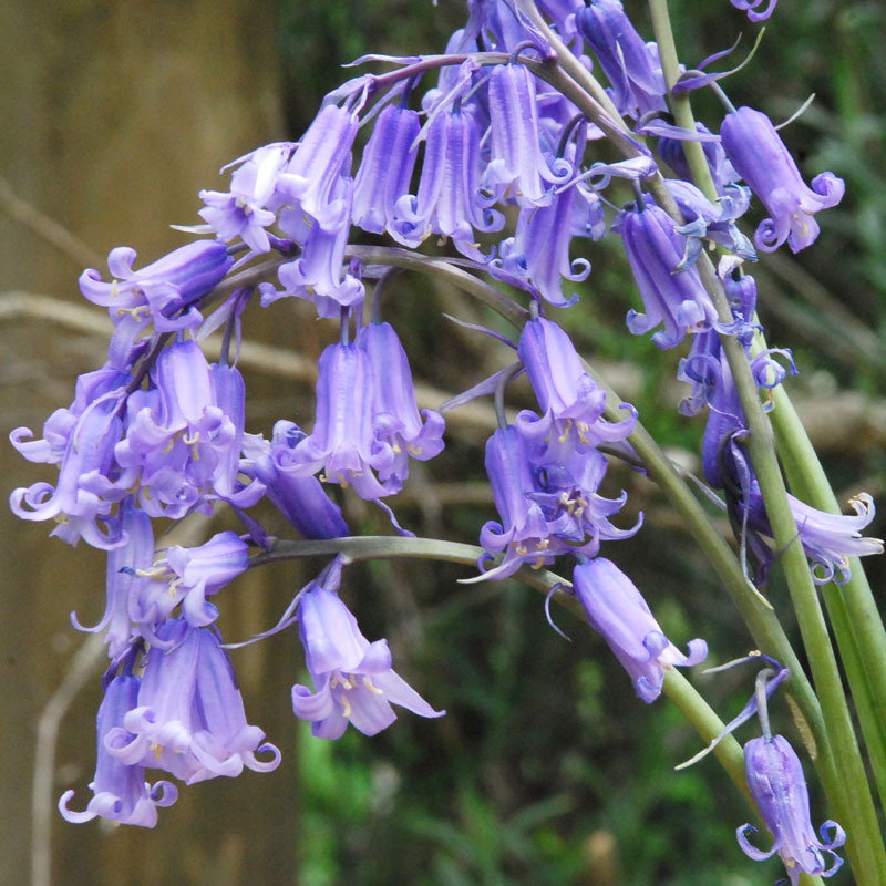 Blue Bell2